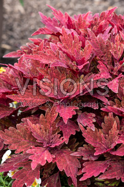 Coleus scutellarioides TerraScape Paprika