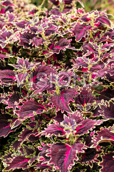 Coleus scutellarioides TerraScape Queen