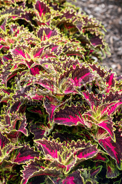 Coleus scutellarioides TerraScape Royal Delight