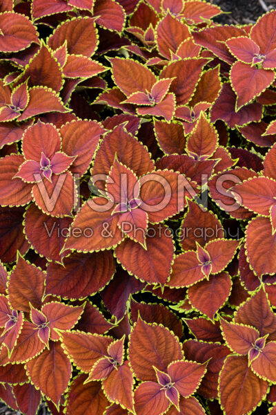 Coleus scutellarioides TerraScape Sangria Splash