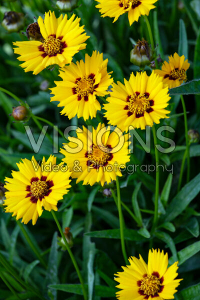 Coreopsis grandiflora