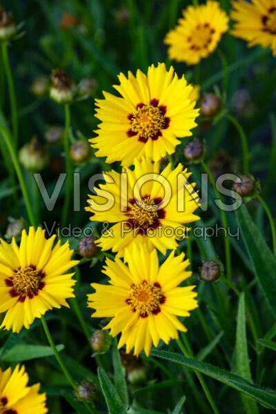 Coreopsis grandiflora