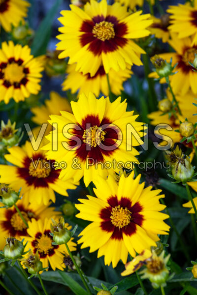 Coreopsis grandiflora Radiant Velvet in Gold