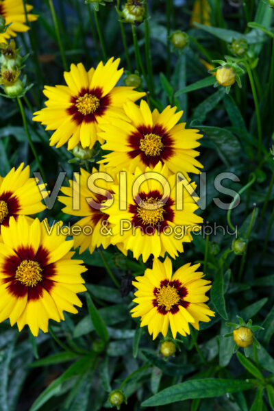 Coreopsis grandiflora Radiant Velvet in Gold