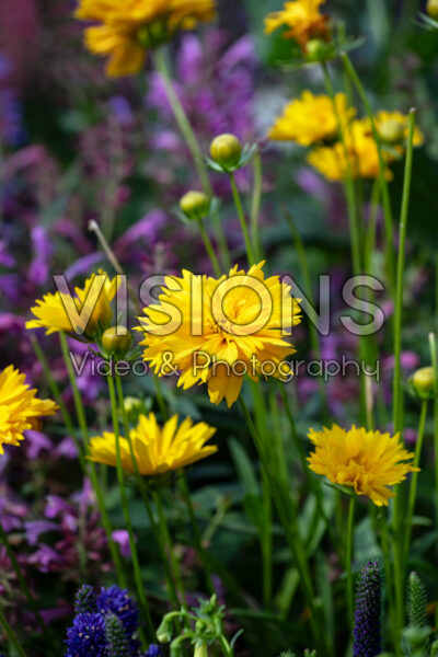 Coreopsis grandiflora Solanna Golden Crown