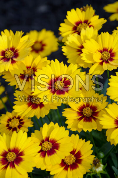 Coreopsis grandiflora Solanna Sunset Bright
