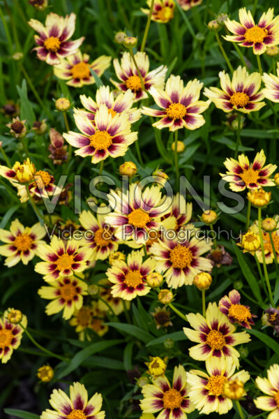 Coreopsis Sunfetti Yellow Bicolor Coreopsis Sunfetti Yellow Bicolor