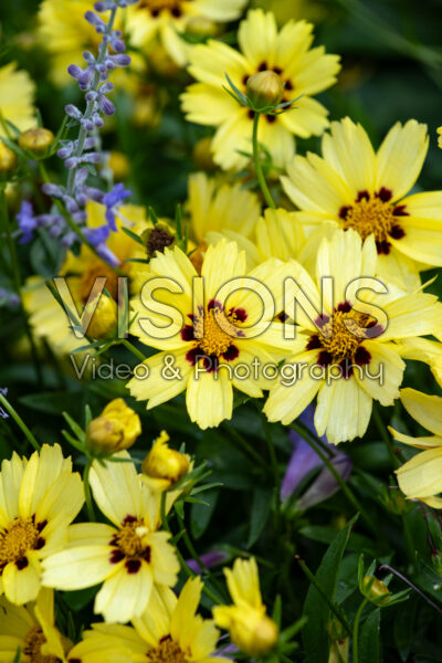 Coreopsis UpTick™ Cream & Red