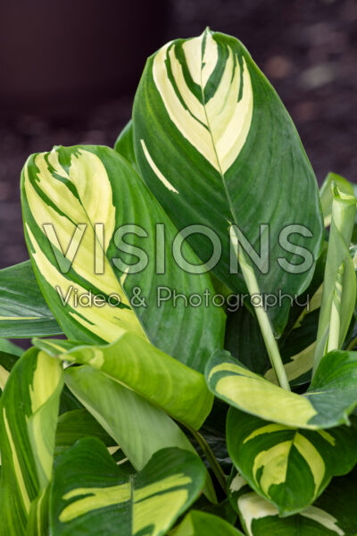 Ctenanthe Golden Mosaic