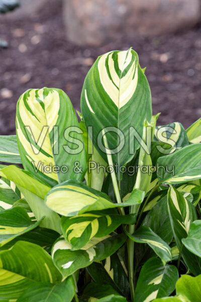 Ctenanthe Golden Mosaic