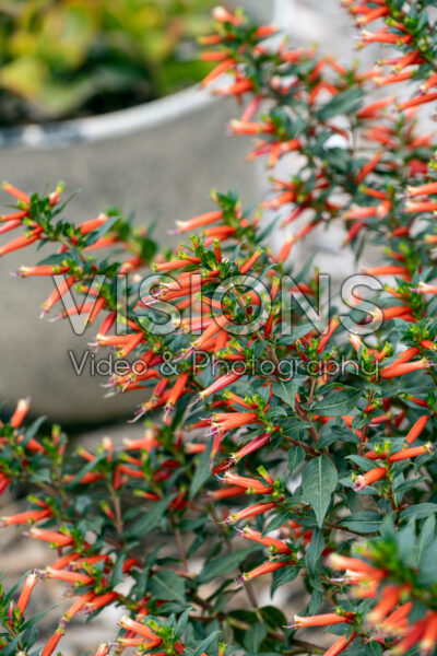 Cuphea Cubano Presidente Cuphea Cubano Presidente