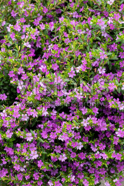 Cuphea Enchantiaâ„¢ Purple Cuphea Enchantiaâ„¢ Purple
