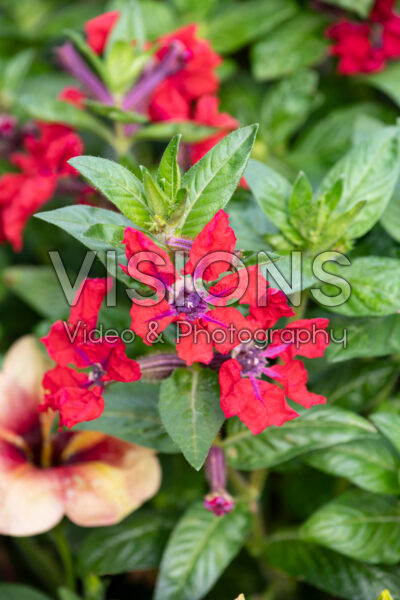 Cuphea Sweet Talk Red