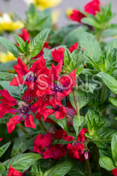 Cuphea Sweet Talk Red