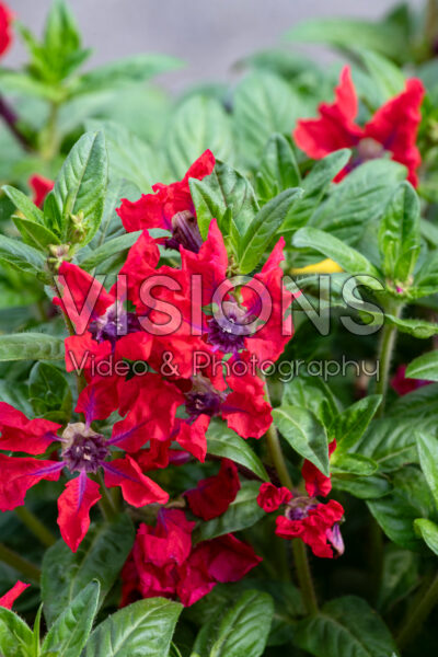 Cuphea Sweet Talk Red