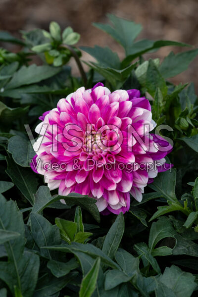 Dahlia Dalaya Pink Lace Dahlia Dalaya Pink Lace