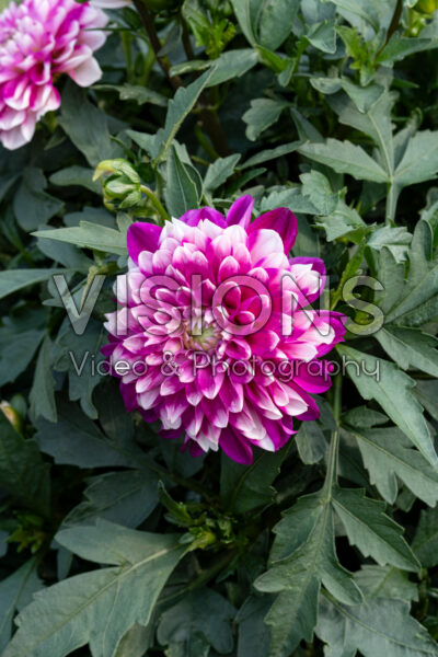 Dahlia Dalaya Purple Lace