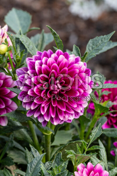 Dahlia Dalaya Purple Lace