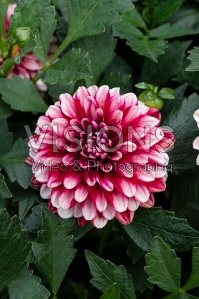 Dahlia Dalaya Red Lace