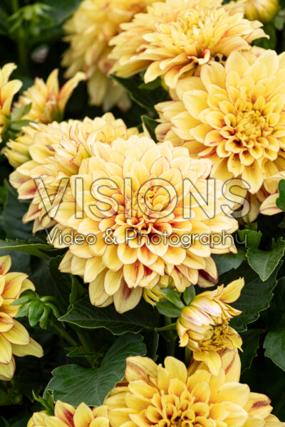 Dahlia Darlin'™ Lemon Flare Dahlia Darlin'™ Lemon Flare