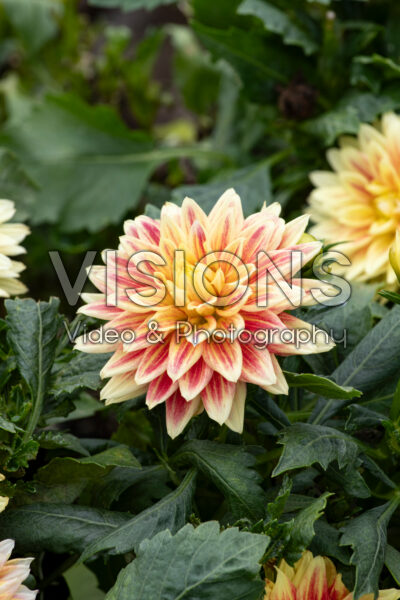 Dahlia coccinea Hypnotica® Candy Corn Dahlia coccinea Hypnotica® Candy Corn