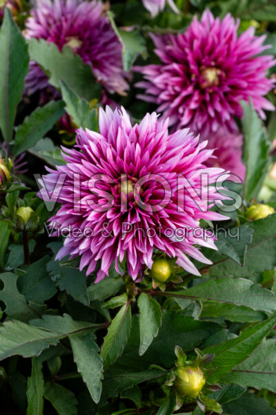 Dahlia LaBella® Maggiore Deep Rose