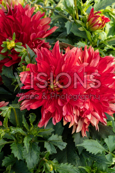 Dahlia LaBella® Maggiore Fun