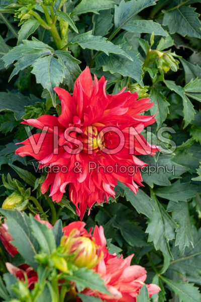 Dahlia LaBella® Maggiore Fun