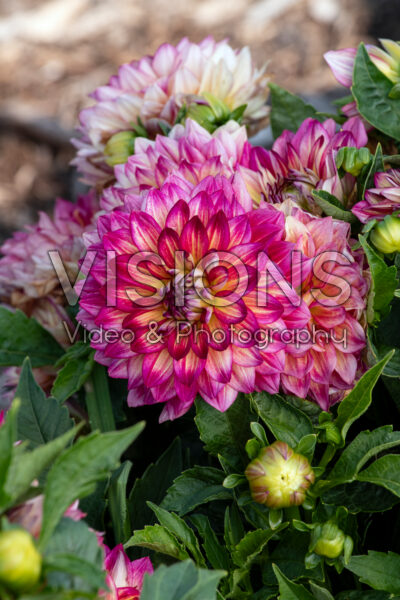 Dahlia LaBella® Maggiore Fun Pomegranate Dahlia LaBella® Maggiore Fun Pomegranate