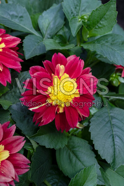 Dahlia Venti FireBurst