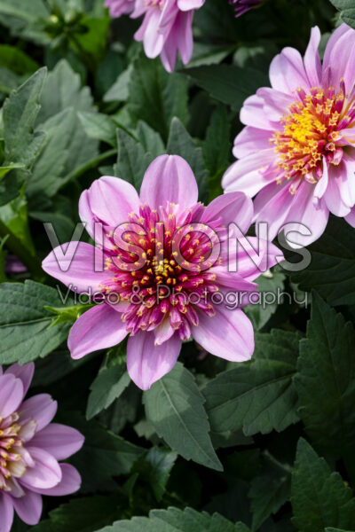 Dahlia Venti PinkBurst