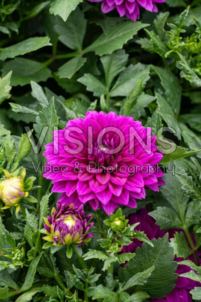 Dahlia Venti Royal Purple