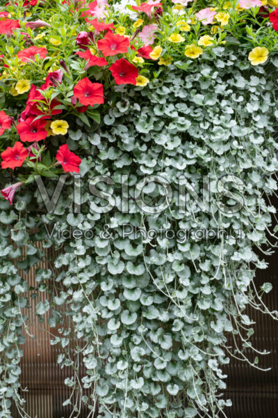 Dichondra argentea Silver Falls