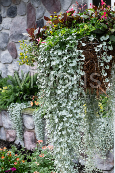 Dichondra argentea Silver Falls