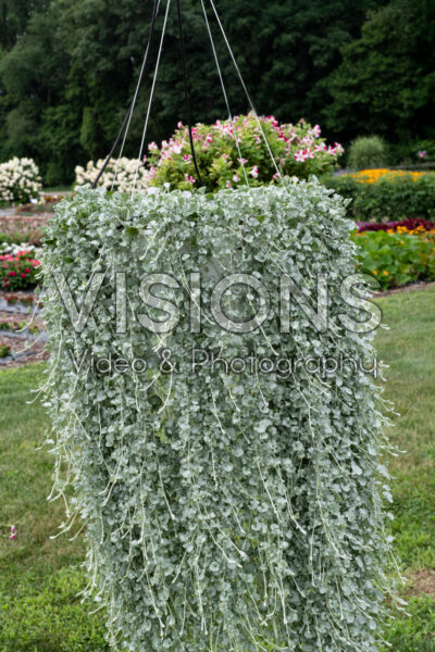 Dichondra argentea Silver Surfer
