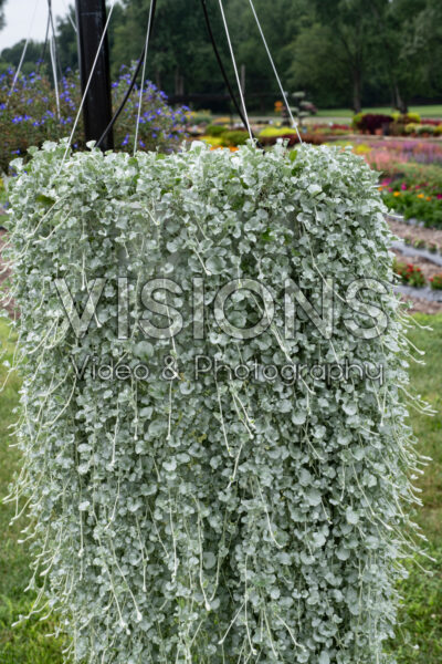 Dichondra Silver Surfer Dichondra Silver Surfer