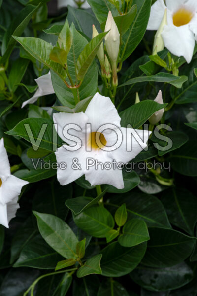 Mandevilla Madinia™ Elegant White