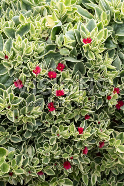 Dorotheanthus bellidiformis Mezoo Trailing Red