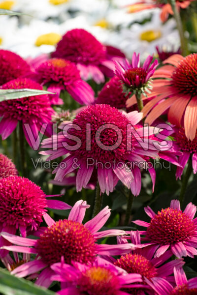 Echinacea Double Scoop Raspberry Deluxe