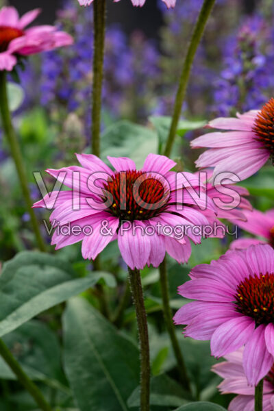 Echinacea purpurea SunMagic Vintage Fuchsia