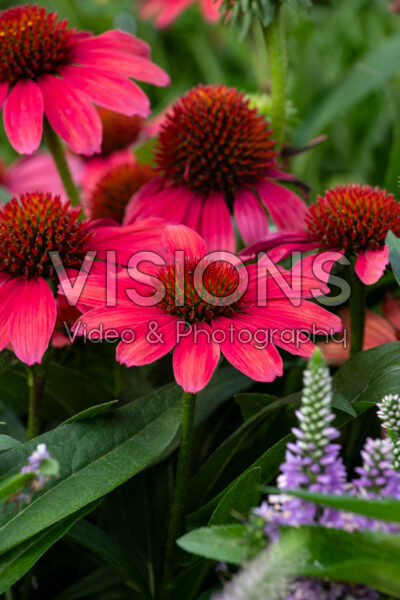 Echinacea purpurea SunMagic Vintage Lipstick