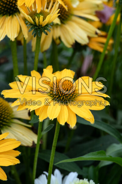 Echinacea purpurea SunMagic Vintage Mango