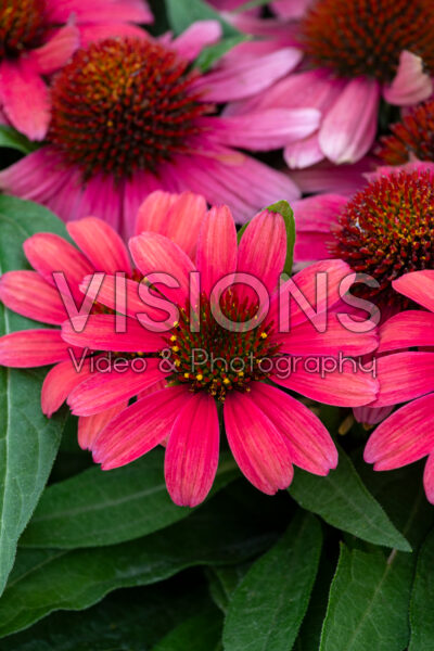 Echinacea purpurea SunMagic Vintage Orange