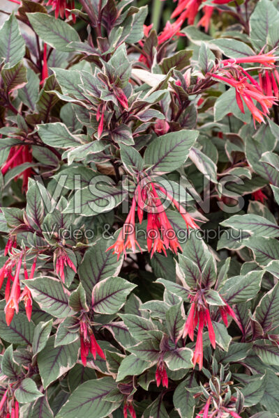 Fuchsia Firecracker