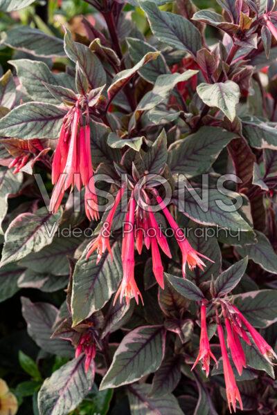 Fuchsia Firecracker