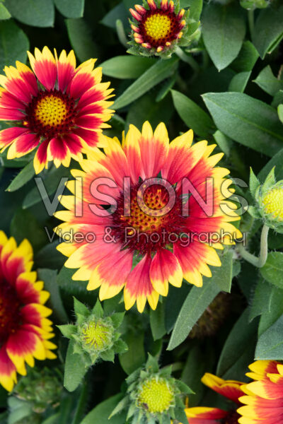 Gaillardia aristata Guapa Flamenco Bicolour Gaillardia aristata Guapa Flamenco Bicolour