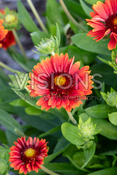 Gaillardia aristata Guapa Red