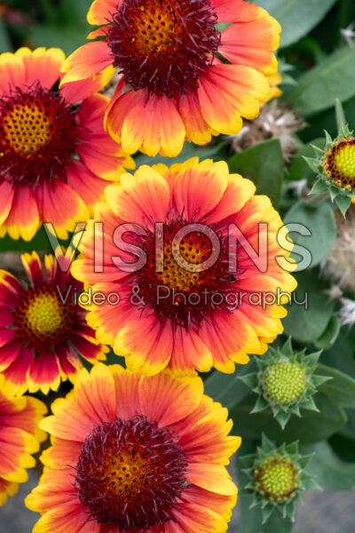 Gaillardia Barbican Yellow Red Ring