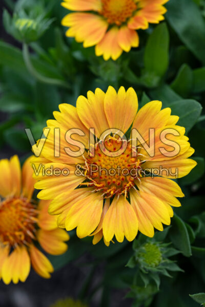 Gaillardia SpinTop™ Mango Gaillardia SpinTop™ Mango