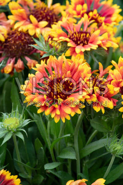 Gaillardia SpinTop™ Mariachi Copper Sun